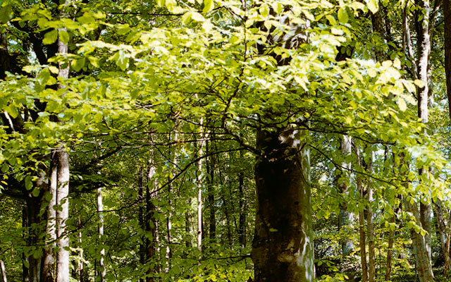 heizung-holz